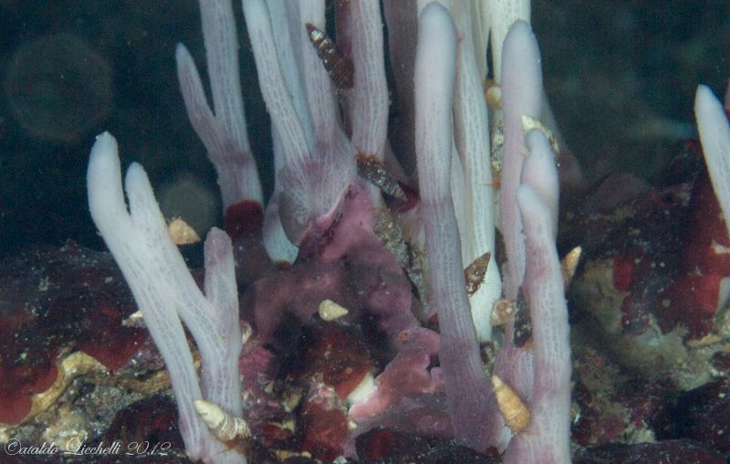 Cfr Halichondria semitubulosa in grotta